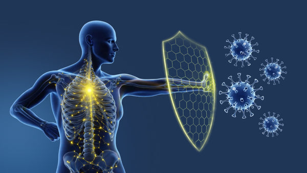 Modulates the immune system