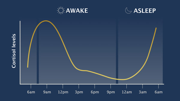 Regulates your circadian rhythm