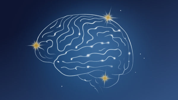 Supports brain function & focus